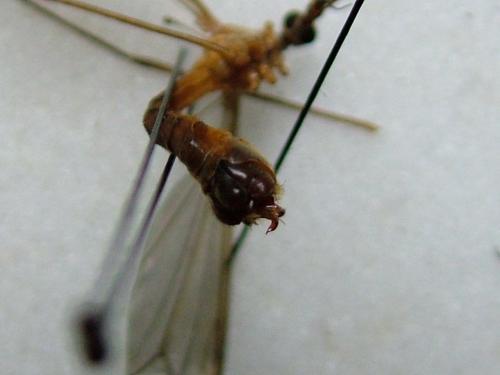 Tipula bezzii